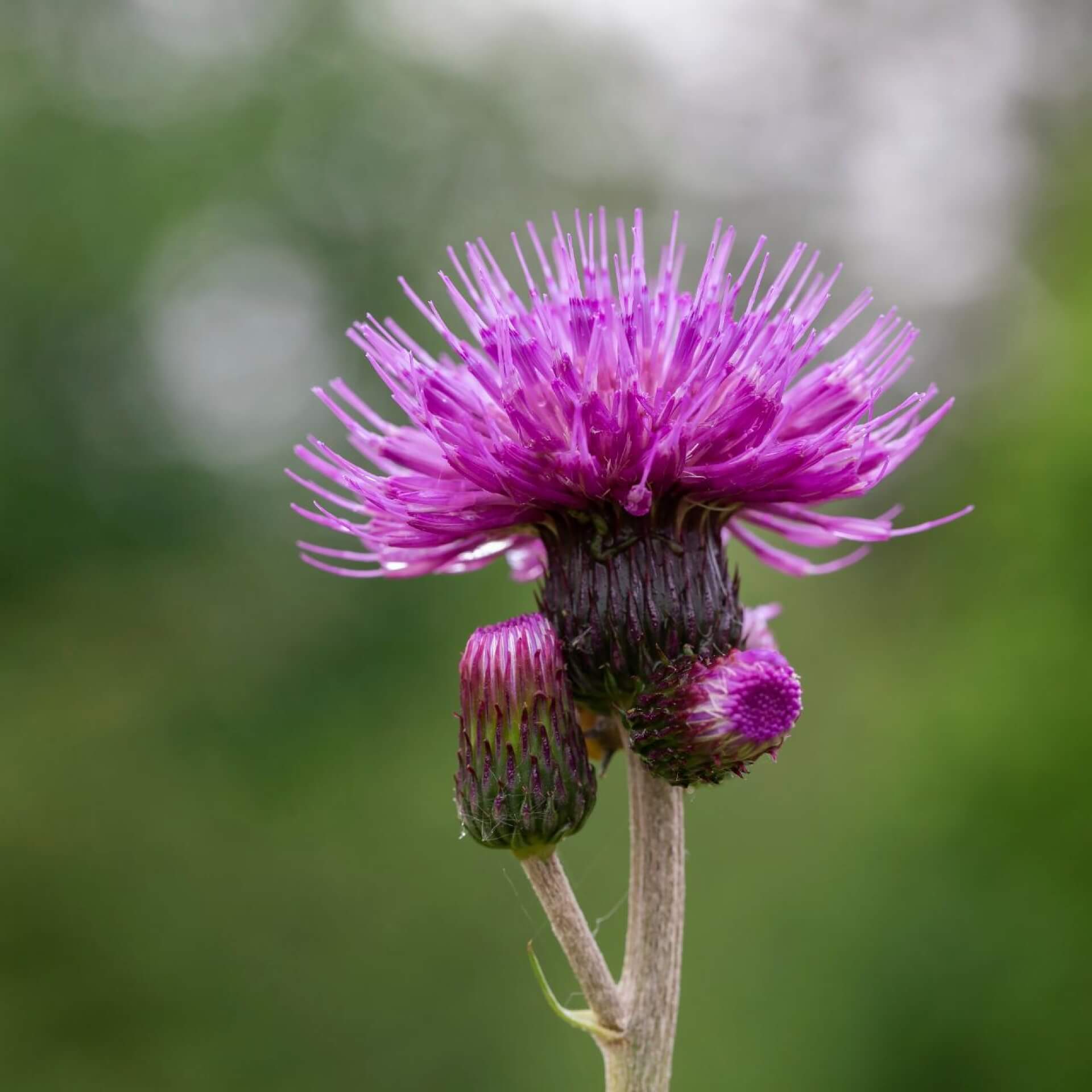 Bach-Kratzdistel (Cirsium rivulare)