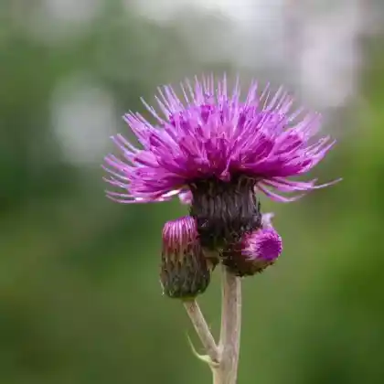 Foto von Bach-Kratzdistel (Cirsium rivulare)