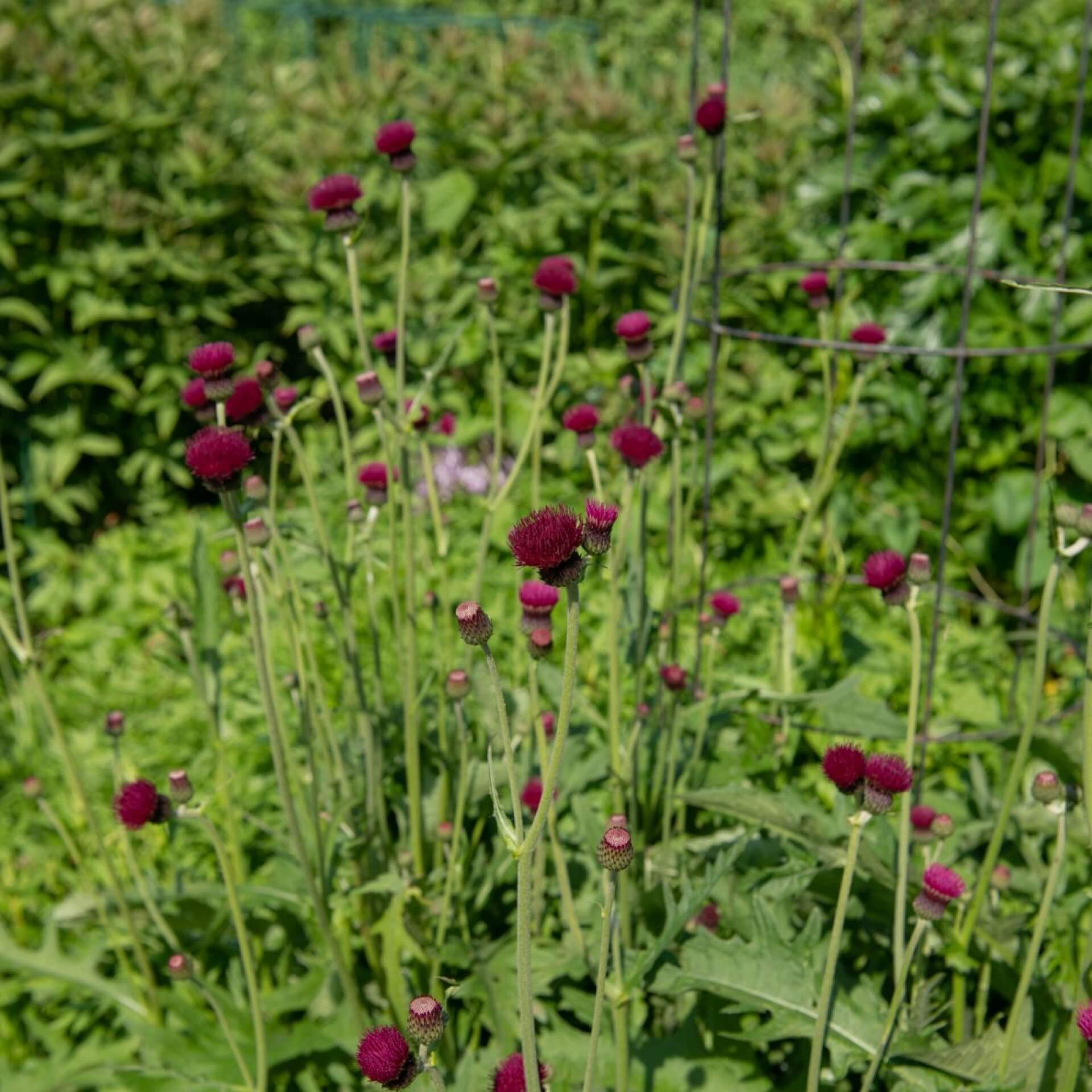 Purpur-Kratzdistel (Cirsium rivulare 'Atropurpureum')