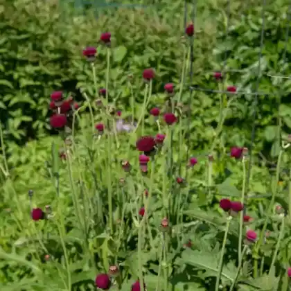 Foto von Purpur-Kratzdistel (Cirsium rivulare 'Atropurpureum')