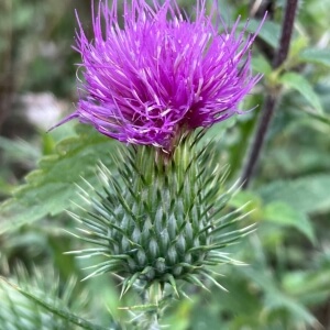 Cirsium vulgare