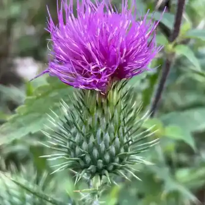Foto von Gewöhnliche Kratzdistel (Cirsium vulgare)