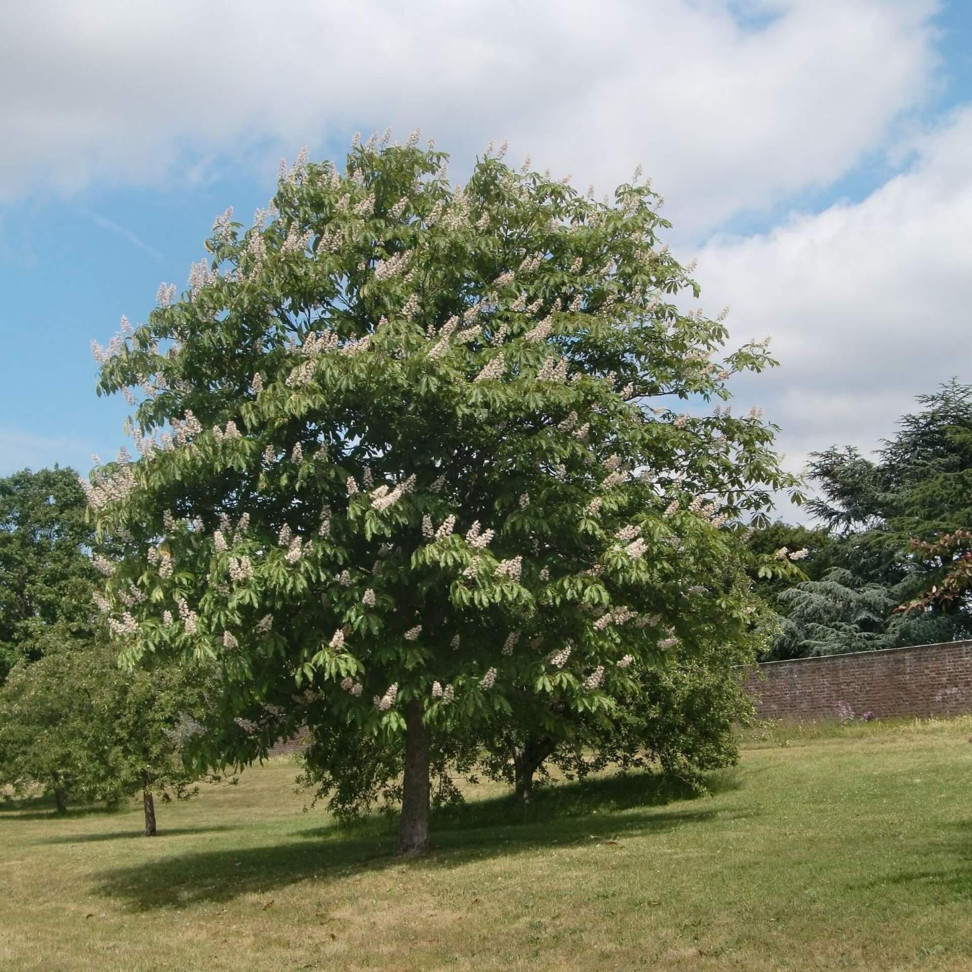 Japanische Rosskastanie (Aesculus turbinata)