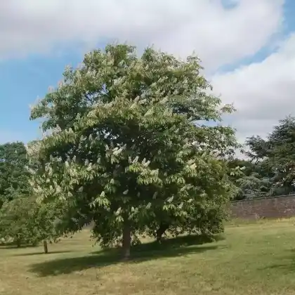Foto von Japanische Rosskastanie (Aesculus turbinata)