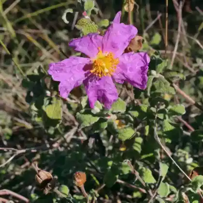 Foto von Graue Zistrose (Cistus incanus)