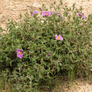 Zistrosen Arten und Sorten