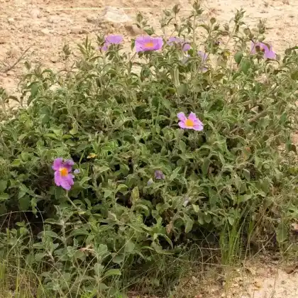 Foto von Kretische Zistrose (Cistus incanus subsp. creticus)