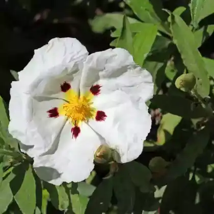 Foto von Lack-Zistrose (Cistus ladanifer)