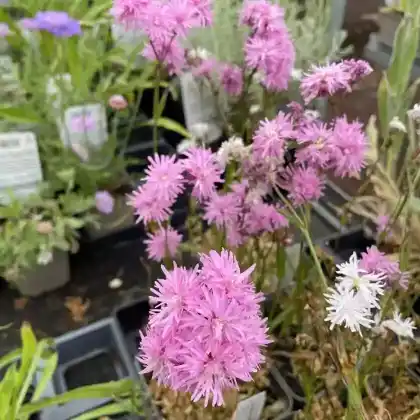 Foto von Kuckucks-Lichtnelke 'Petite Jenny' (Lychnis flos-cuculi 'Petite Jenny')