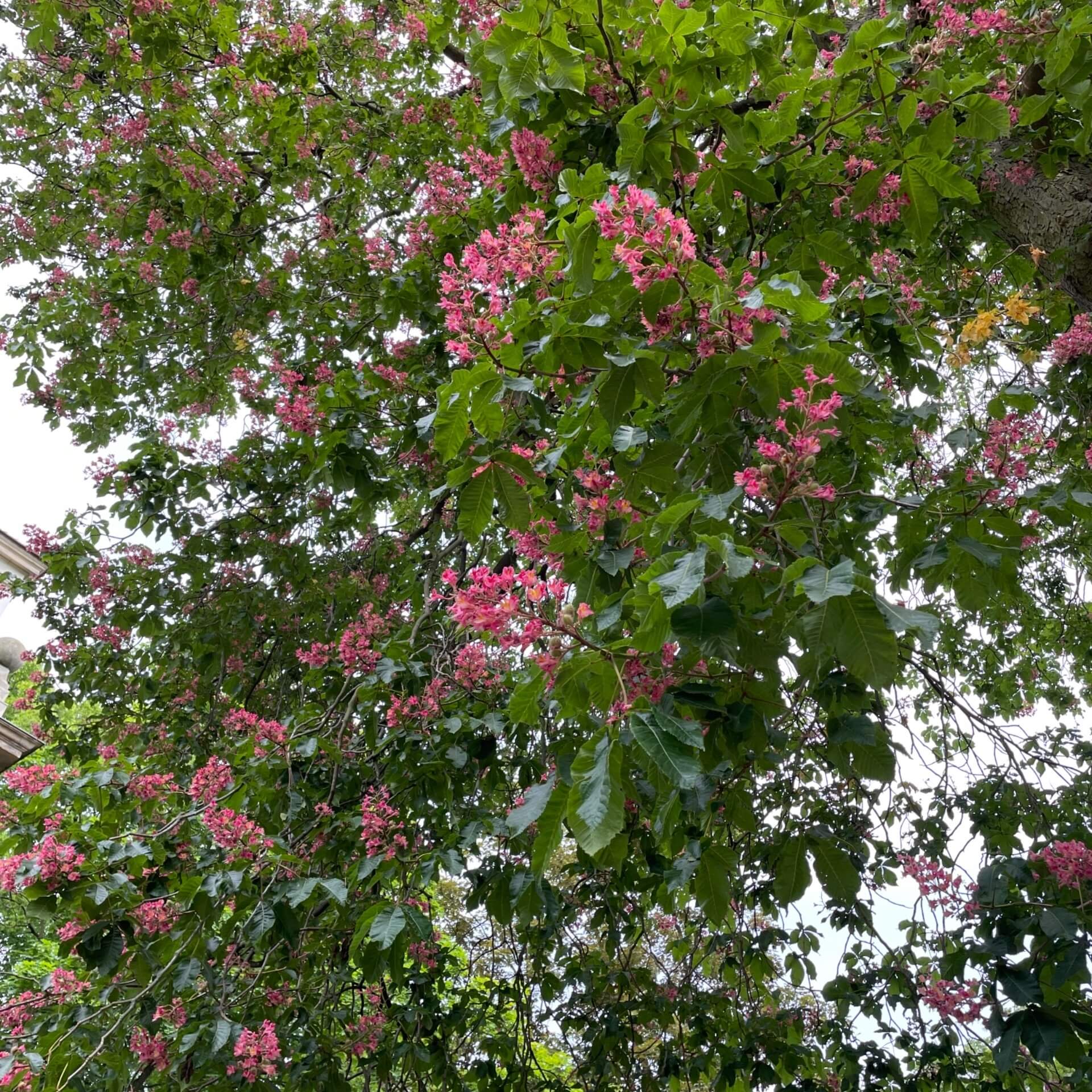 Rotblühende Rosskastanie (Aesculus x carnea)