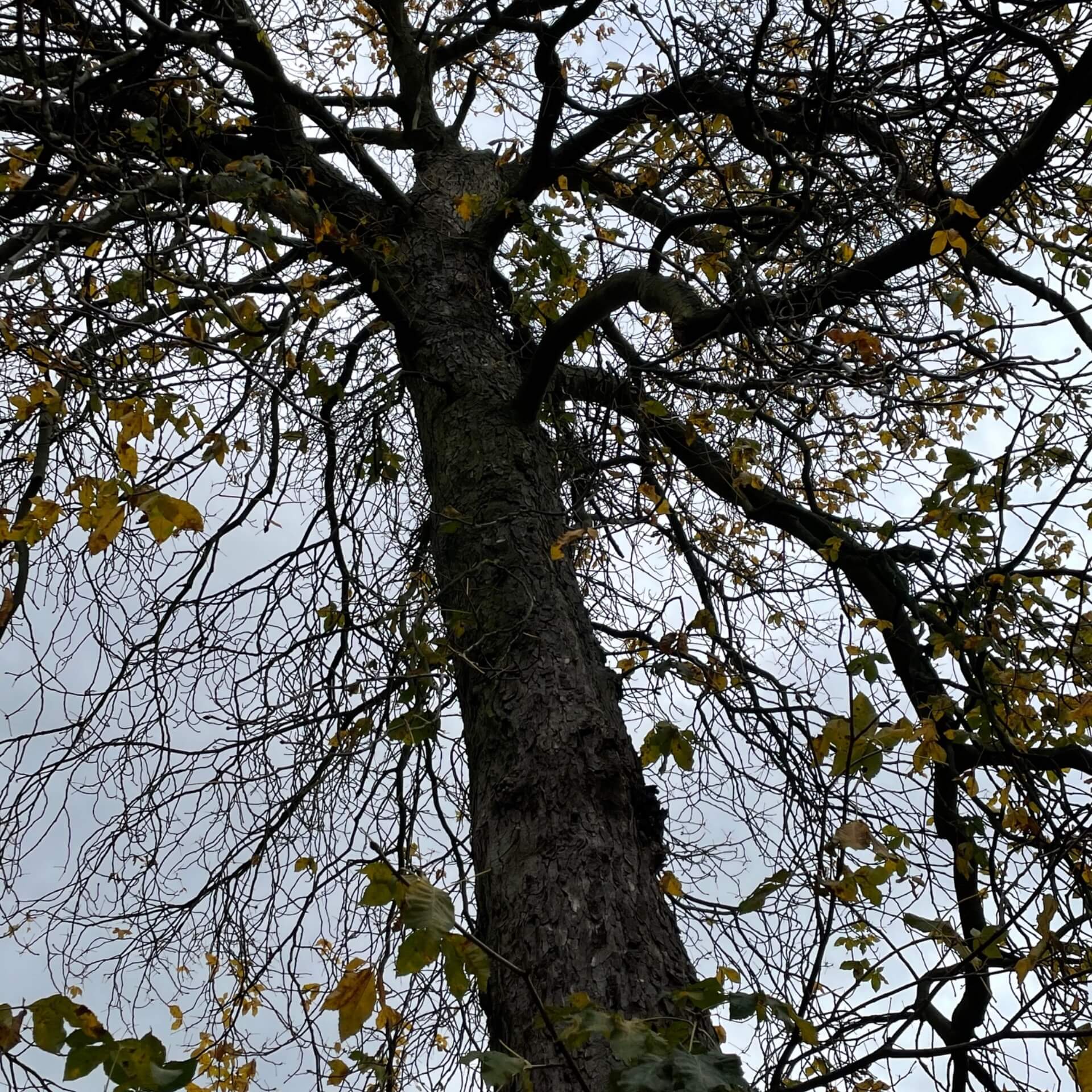 Rotblühende Rosskastanie (Aesculus x carnea)