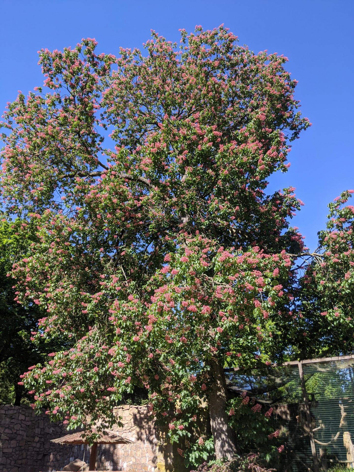 Rotblühende Rosskastanie / Aesculus x carnea