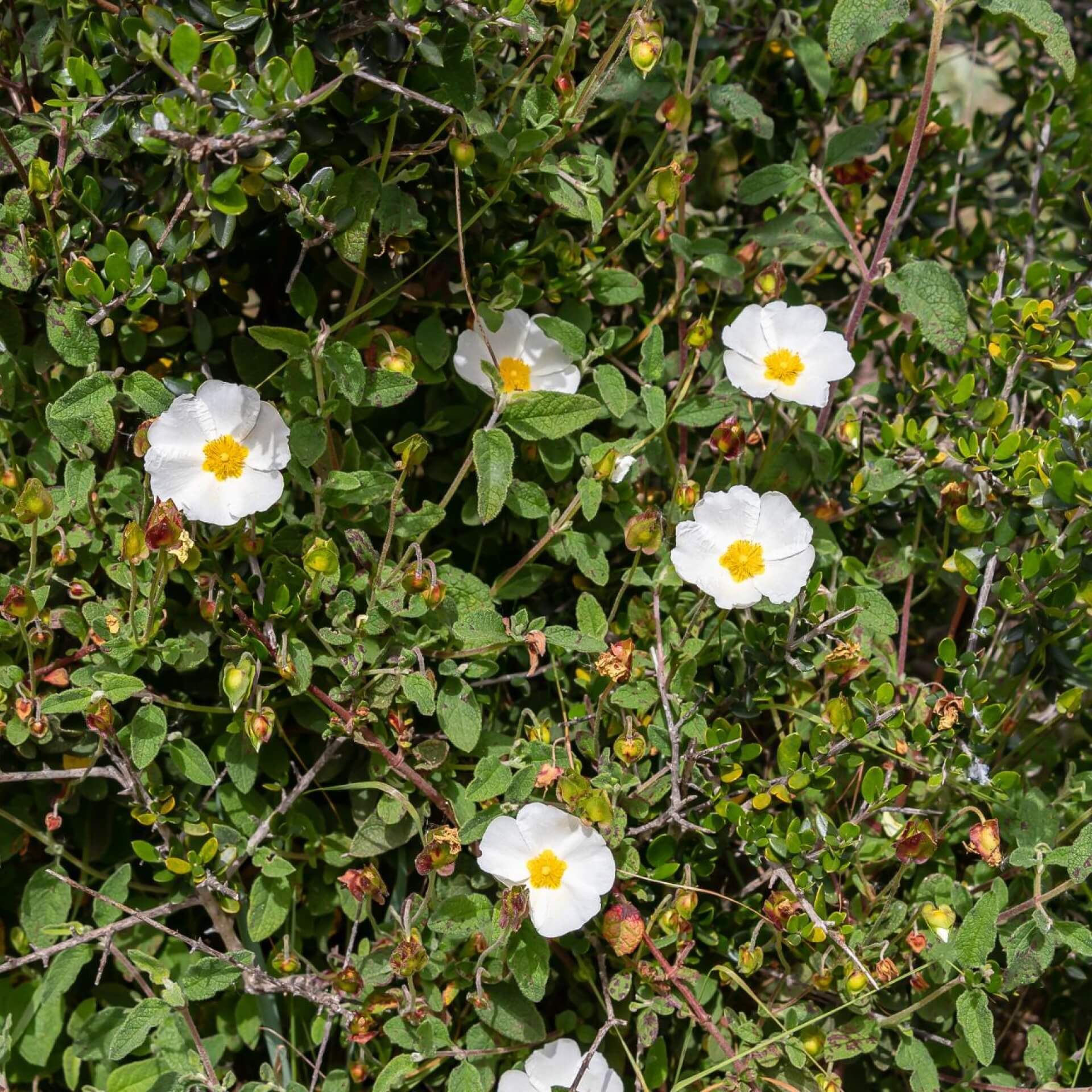 Salbeiblättrige Zistrose (Cistus salviifolius)