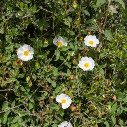 Foto von Salbeiblättrige Zistrose (Cistus salviifolius)