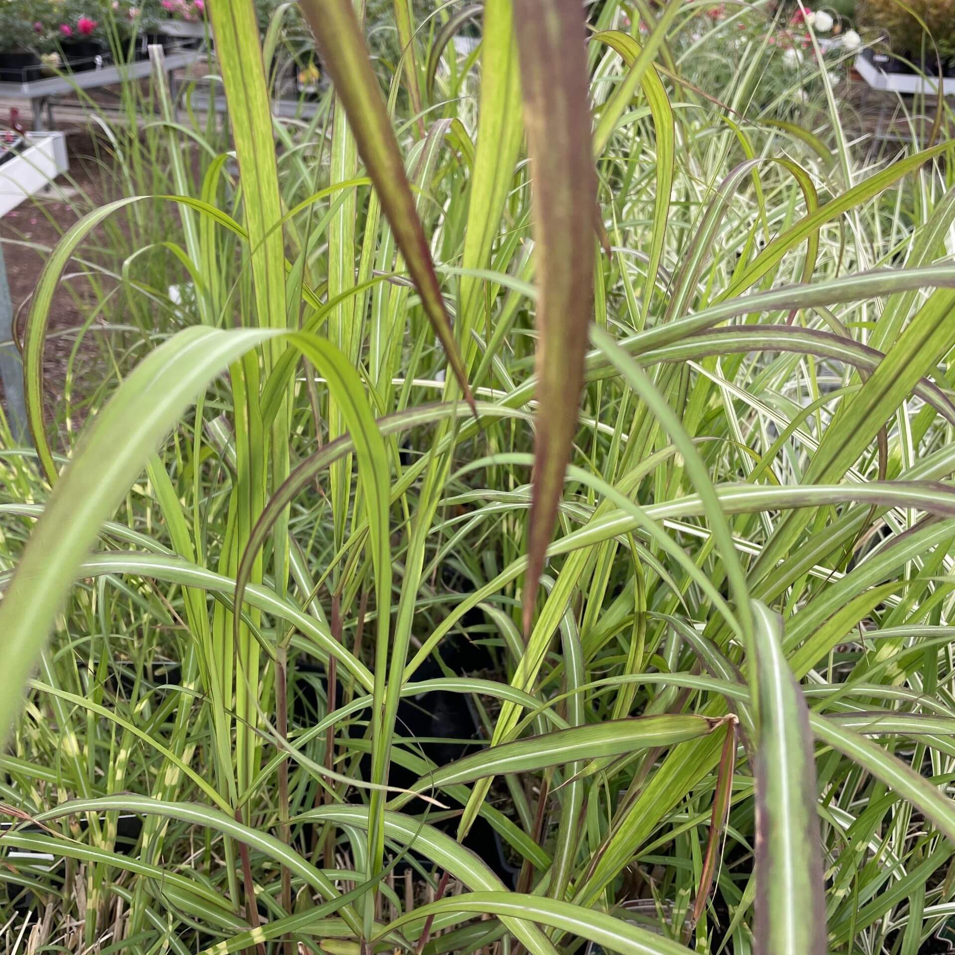 Chinaschilf 'David' (Miscanthus sinensis 'David')