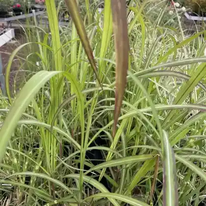 Foto von Chinaschilf 'David' (Miscanthus sinensis 'David')