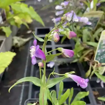 Foto von Roter Bartfaden 'Praecox Nanus Rondo' (Penstemon barbatus 'Praecox Nanus Rondo')