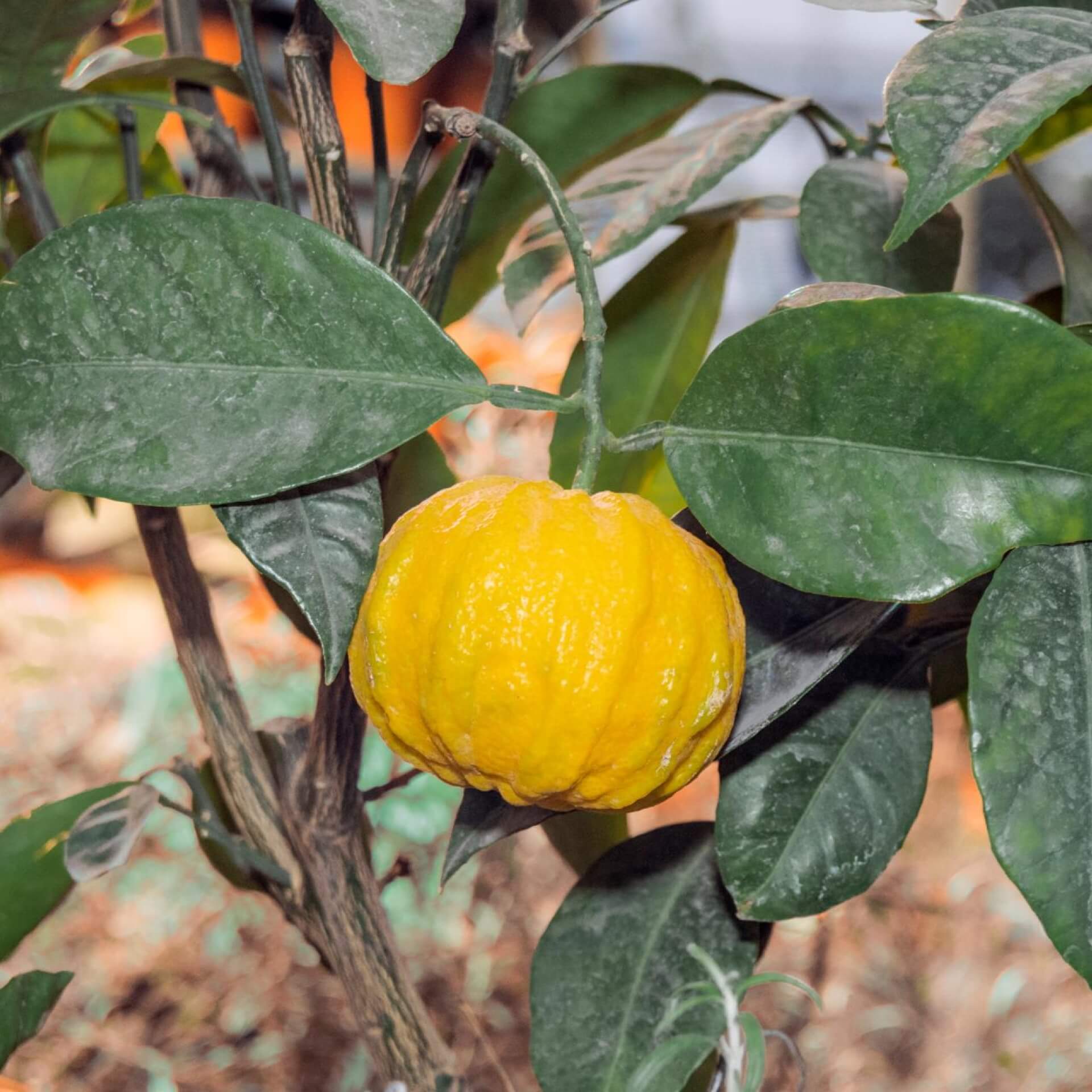 Zitronatzitrone (Citrus medica)