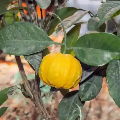 Foto von Zitronatzitrone (Citrus medica)