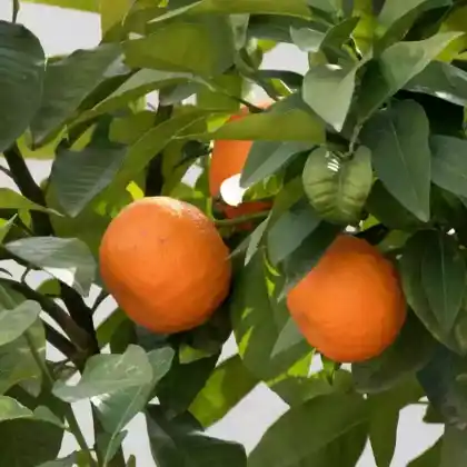 Foto von Bitterorange (Citrus x aurantium)
