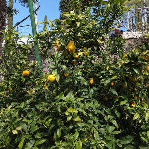Citrus x limon