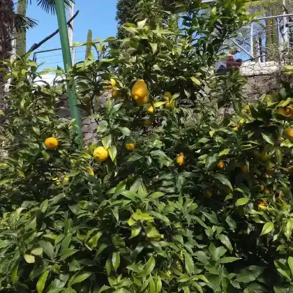 Foto von Zitrone (Citrus x limon)