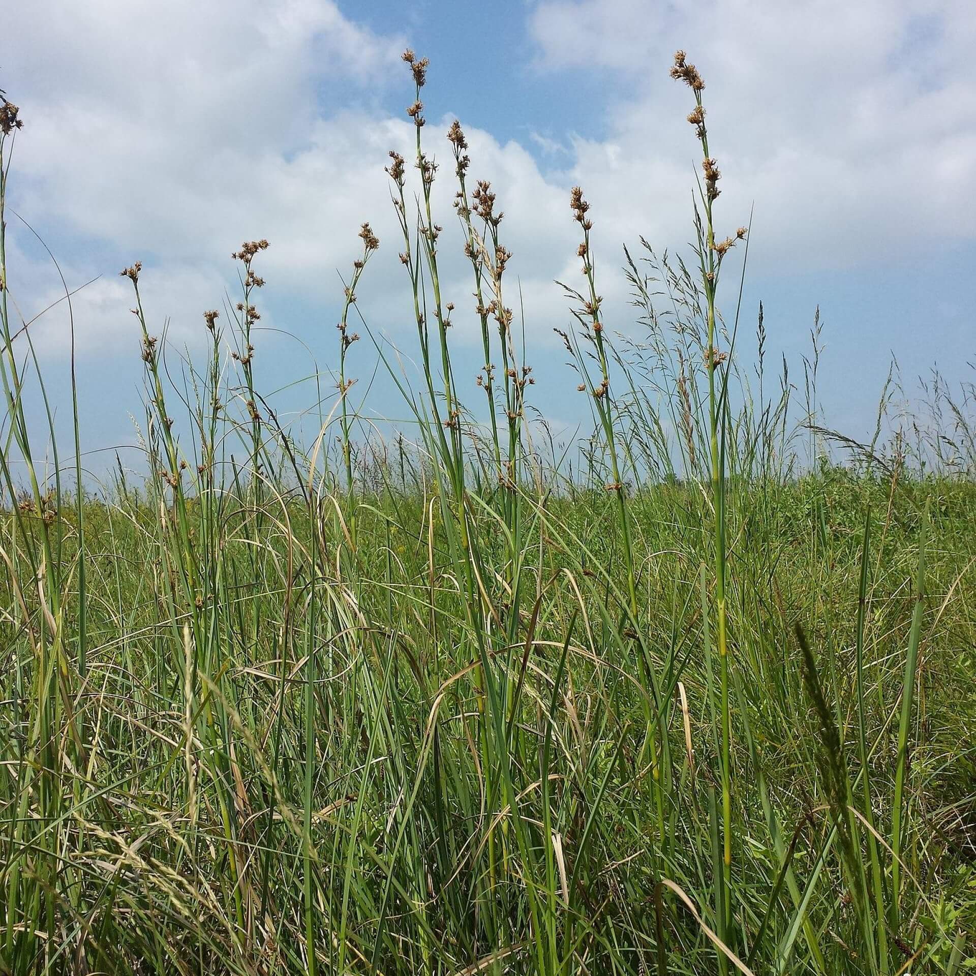 Binsen-Schneide (Cladium mariscus)