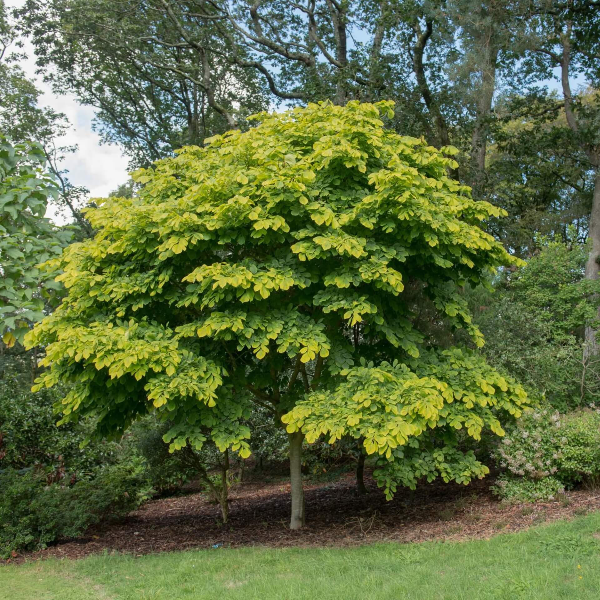 Amerikanisches Gelbholz (Cladrastis kentukea)