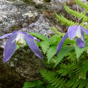 Clematis alpina