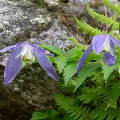 Foto von Alpen-Waldrebe (Clematis alpina)
