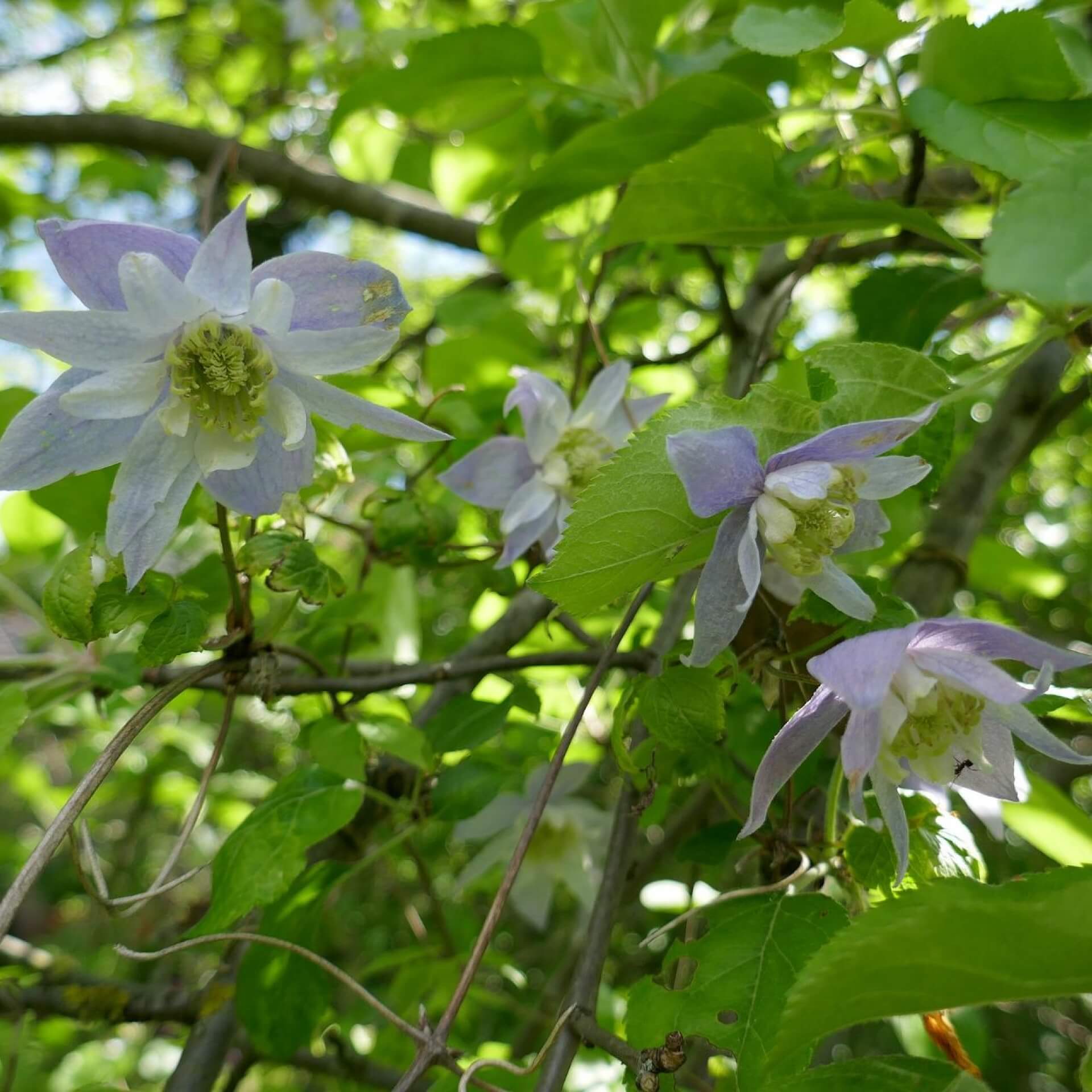 Die Alpen-Waldrebe 'Blue Princess' (Clematis alpina 'Blue Princess')