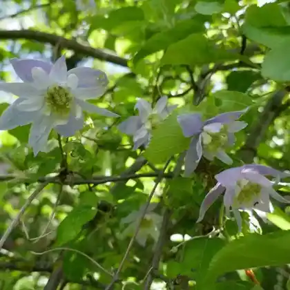 Foto von Die Alpen-Waldrebe 'Blue Princess' (Clematis alpina 'Blue Princess')