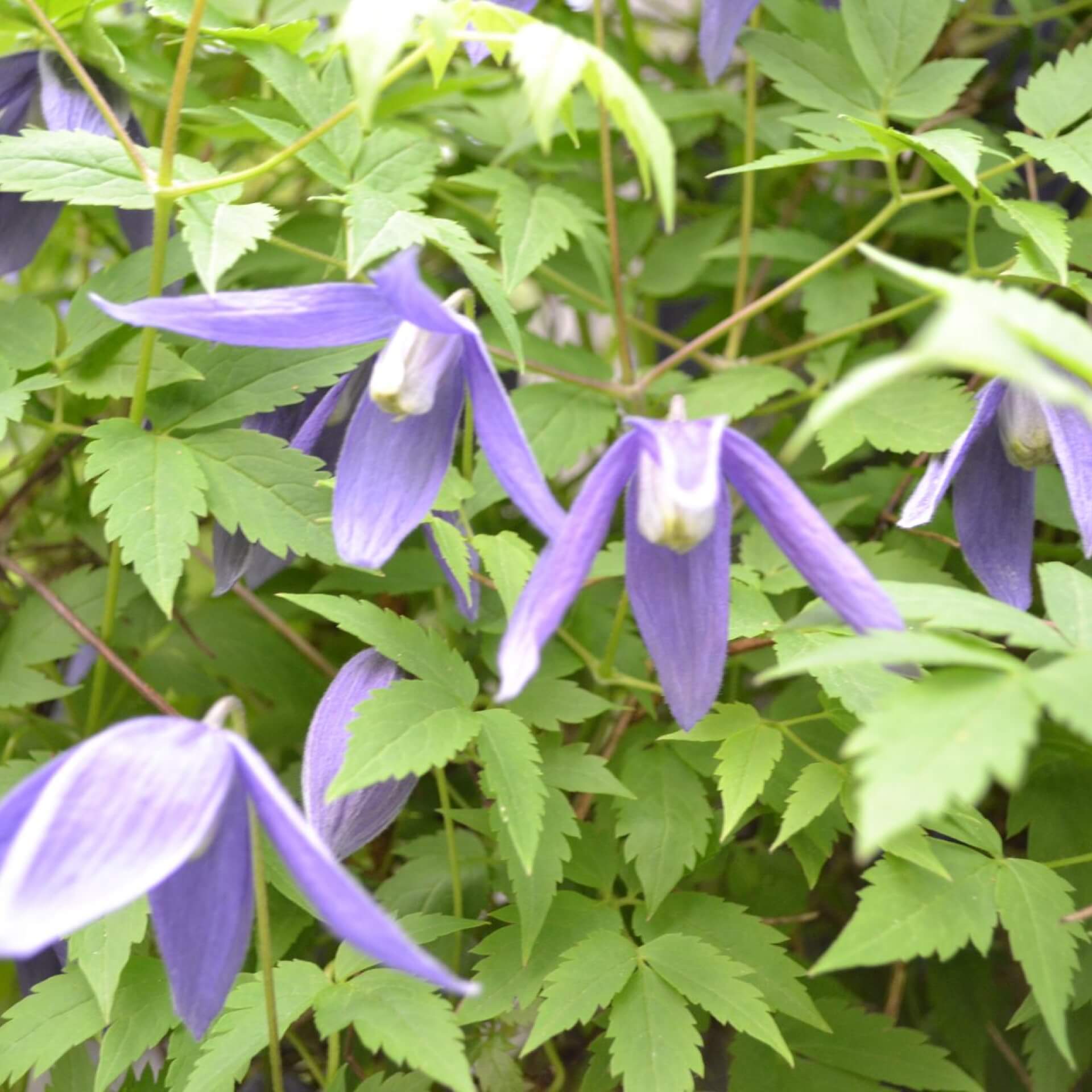 Alpen-Waldrebe 'Pamela Jackman' (Clematis alpina 'Pamela Jackman')