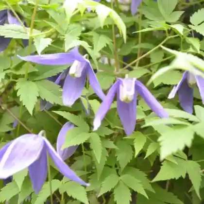 Foto von Alpen-Waldrebe 'Pamela Jackman' (Clematis alpina 'Pamela Jackman')