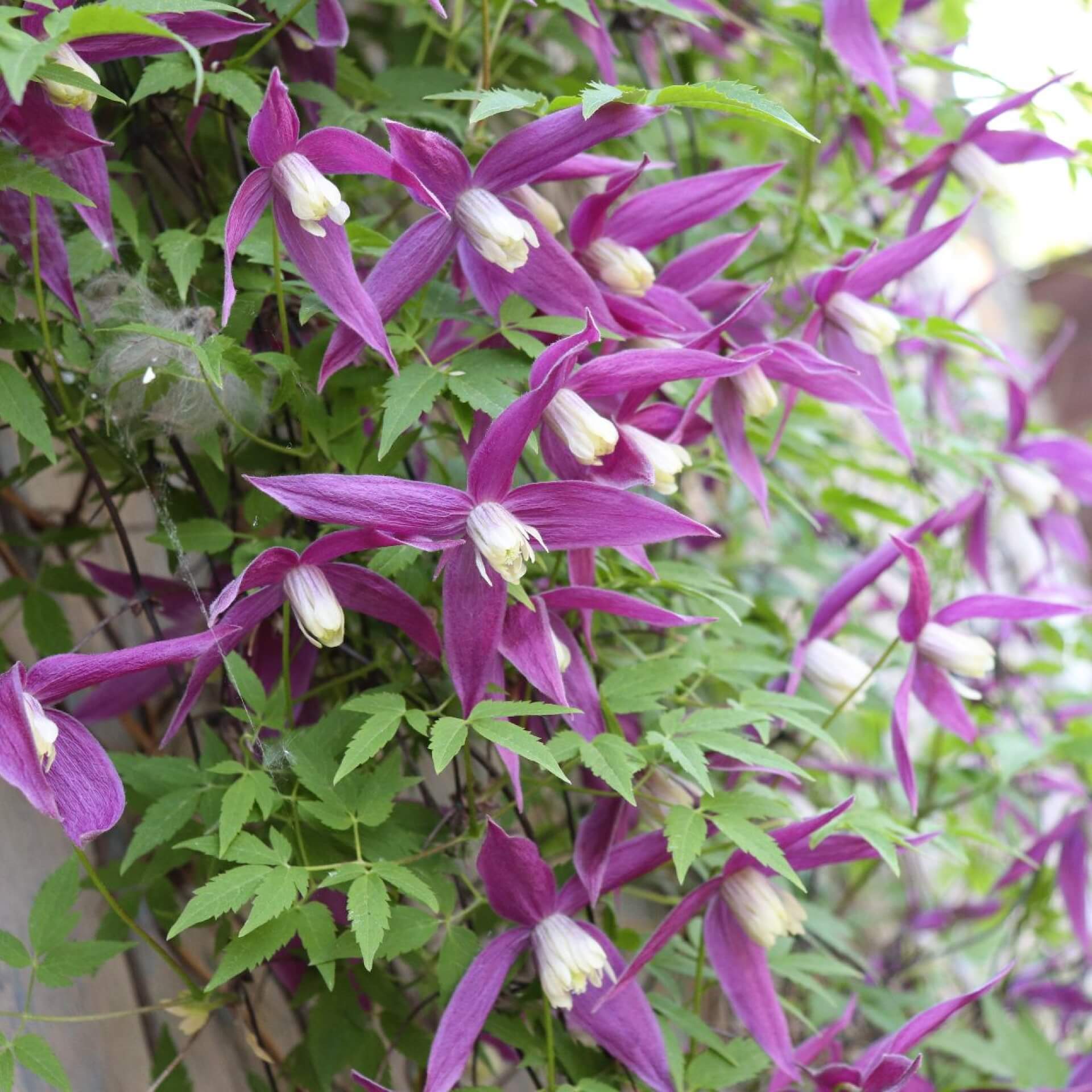 Alpen-Waldrebe 'Ruby' (Clematis alpina 'Ruby')