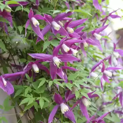 Foto von Alpen-Waldrebe 'Ruby' (Clematis alpina 'Ruby')