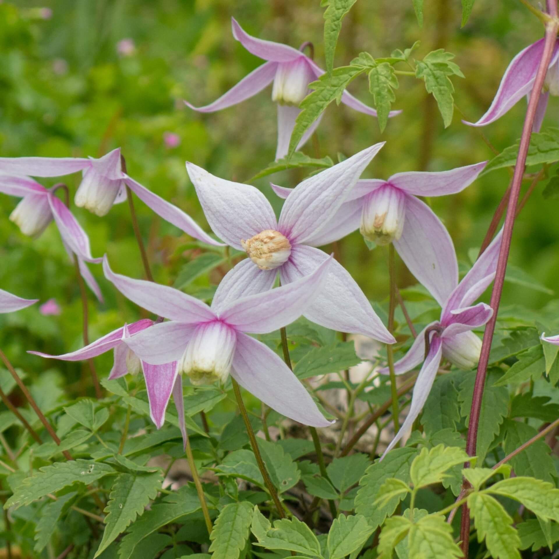 Alpen-Waldrebe 'Willy' (Clematis alpina 'Willy')