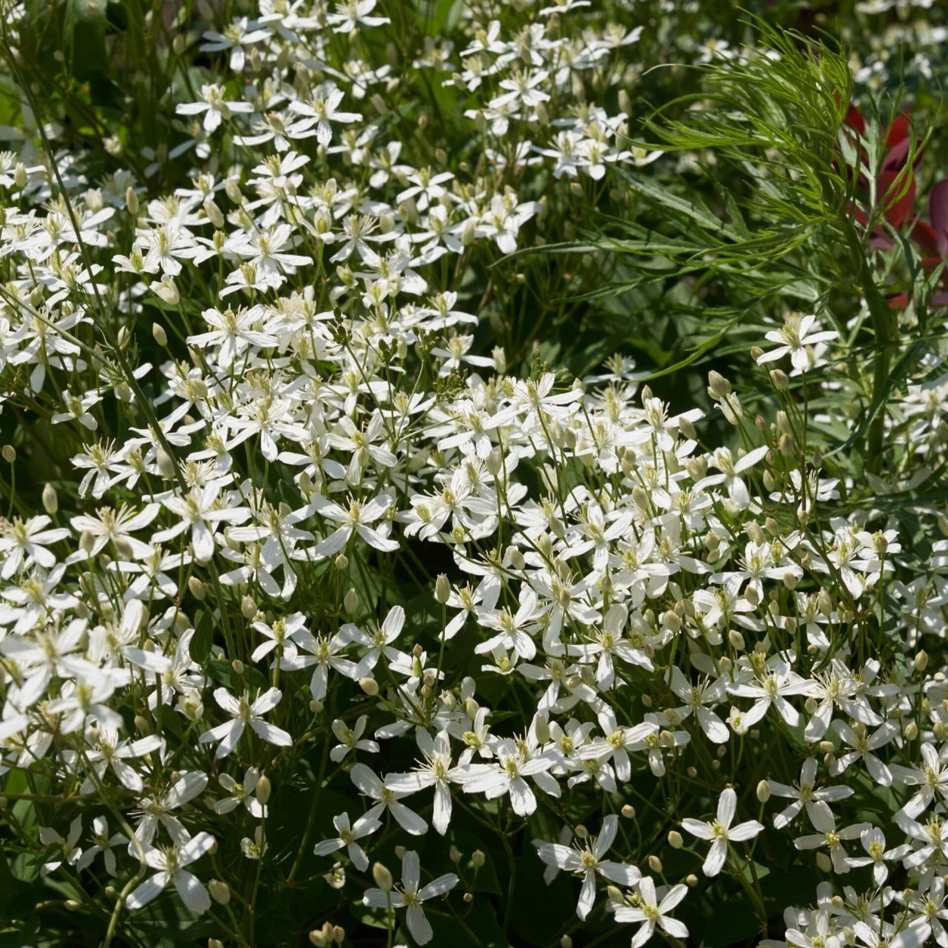 Brennende Waldrebe (Clematis flammula)