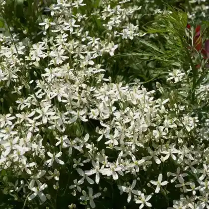 Foto von Brennende Waldrebe (Clematis flammula)