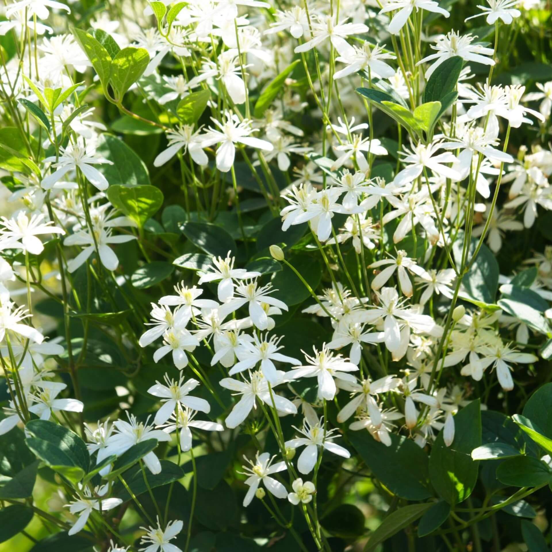 Mandschurische Waldrebe (Clematis mandschurica)