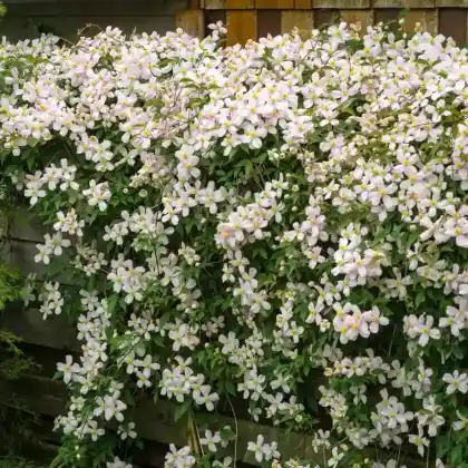 Foto von Berg-Waldrebe (Clematis montana)