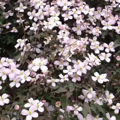 Foto von Berg-Waldrebe 'Rubens' (Clematis montana 'Rubens')