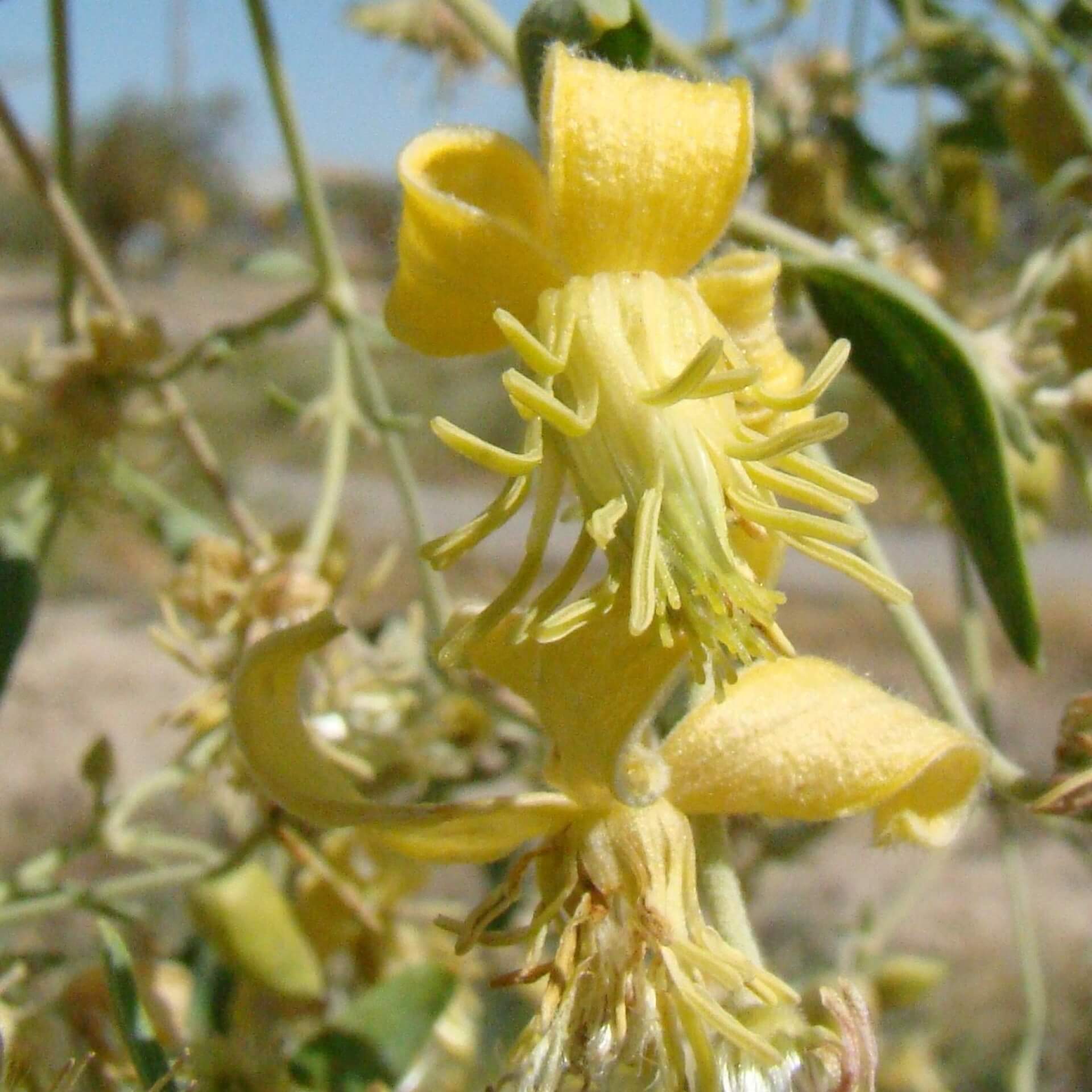 Clematis orientalis (Clematis orientalis)