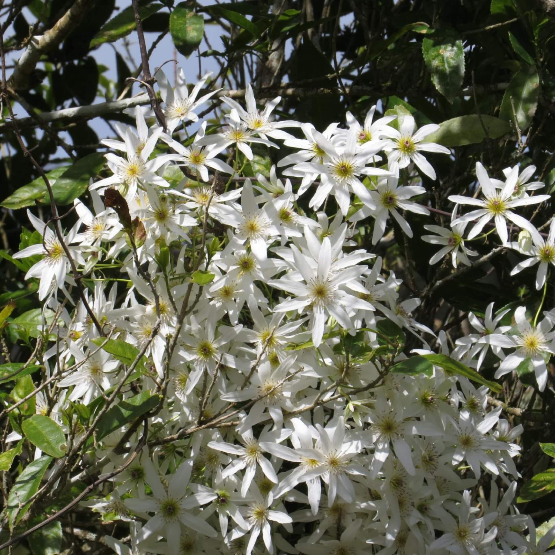 Clematis paniculata (Clematis paniculata)