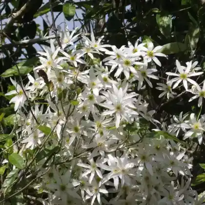 Foto von Clematis paniculata (Clematis paniculata)