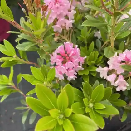 Foto von Rhododendron micranthum 'Bloombux' (Rhododendron micranthum 'Bloombux')