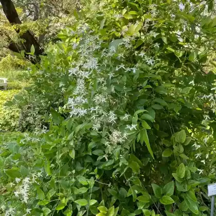 Foto von Aufrechte Waldrebe (Clematis recta)