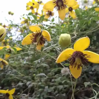 Foto von Mongolei-Waldrebe (Clematis tangutica)