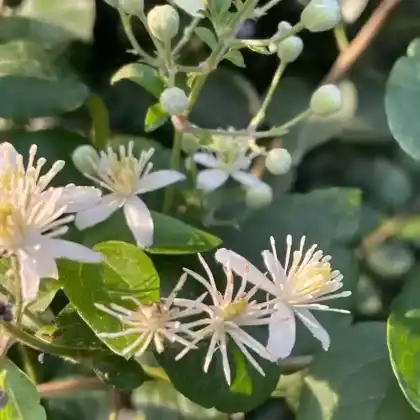 Foto von Gewöhnliche Waldrebe (Clematis vitalba)