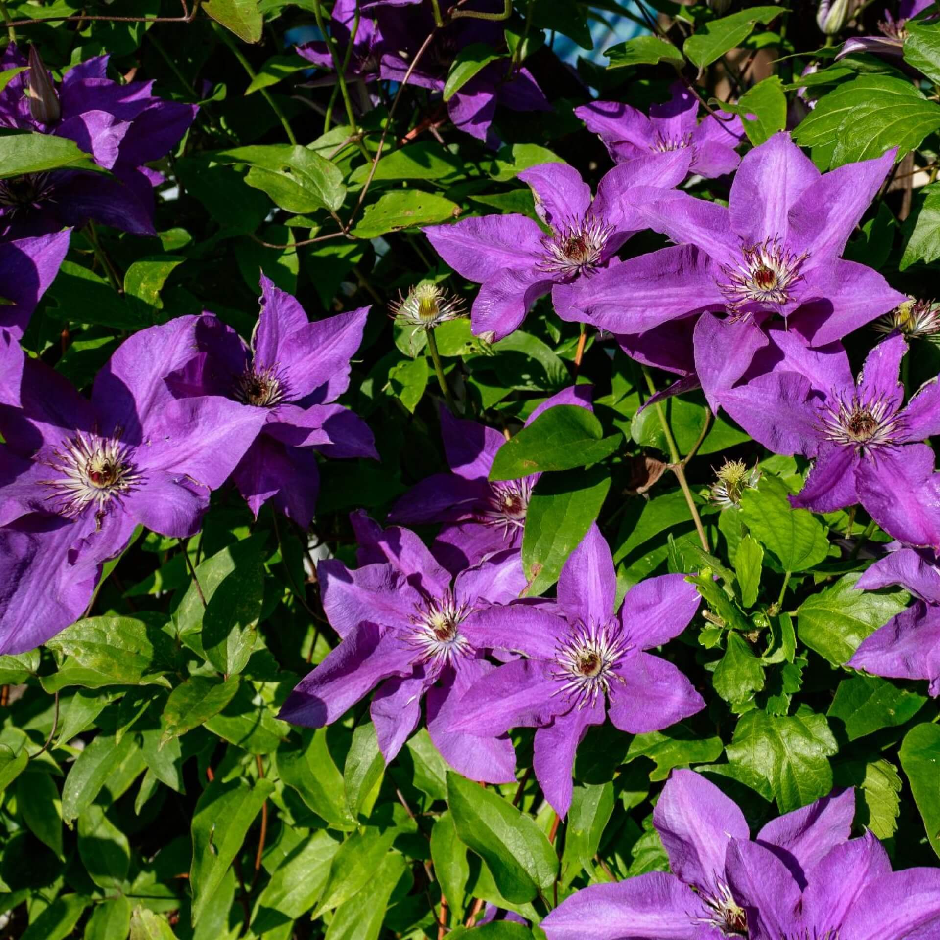 Italienische Waldrebe (Clematis viticella)